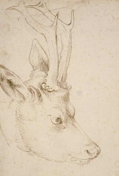 Egy őzbak feje, 1503 alkotó: Albrecht Dürer