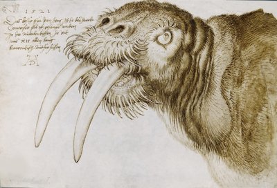 Rozmár feje, 1521. alkotó: Albrecht Dürer