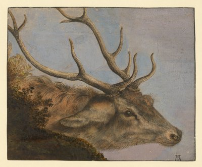 Szarvasfej alkotó: Albrecht Dürer