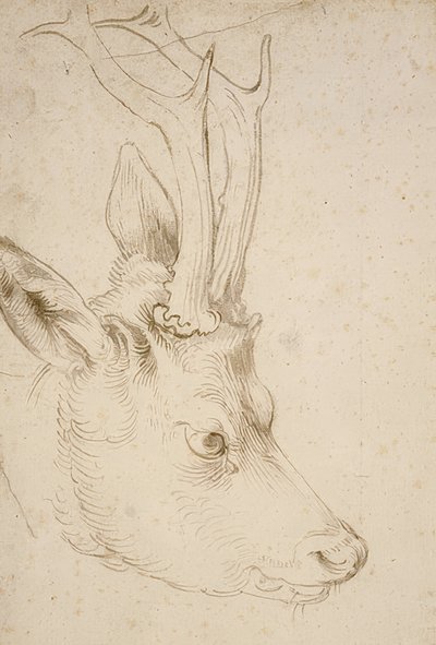 Egy őzike feje. 1503 körül alkotó: Albrecht Dürer
