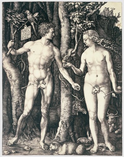 Eredendő bűn alkotó: Albrecht Dürer