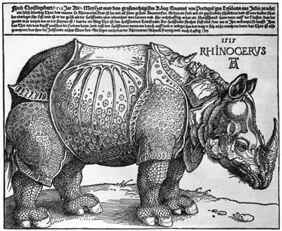 Orrszarvú, I. Maximilianusnak a lisszaboni király által adott lenyomata, 1515, 1936 alkotó: Albrecht Dürer