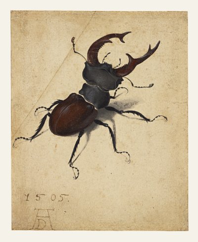 szarvasbogár alkotó: Albrecht Dürer
