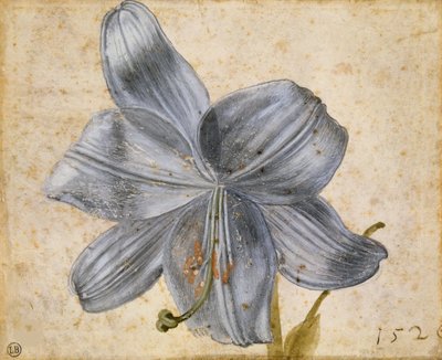 Tanulmány egy liliomról, 1526. alkotó: Albrecht Dürer