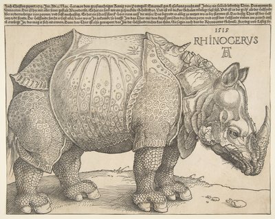 Az orrszarvú.n.d. alkotó: Albrecht Dürer