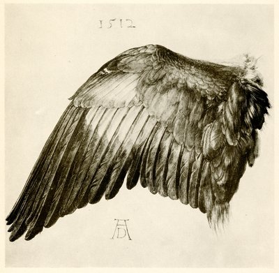 Kék görgő szárnya alkotó: Albrecht Dürer