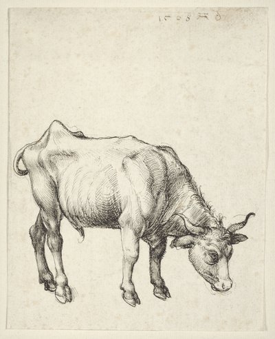 Fiatal Bika alkotó: Albrecht Dürer