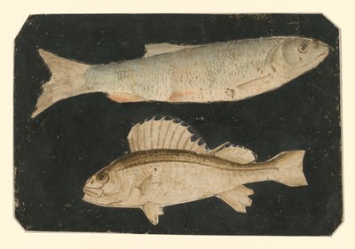  alkotó: Albrecht Dürer