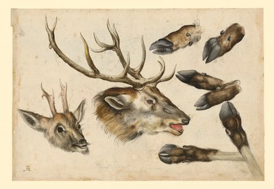 Két szarvasfej, jobbra néző, és 6 cső alkotó: Albrecht Dürer
