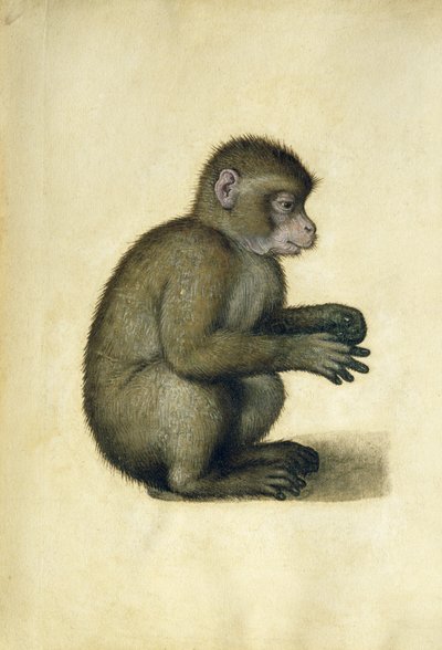 Egy majom (akvarell és gouache papíron) alkotó: Albrecht Dürer