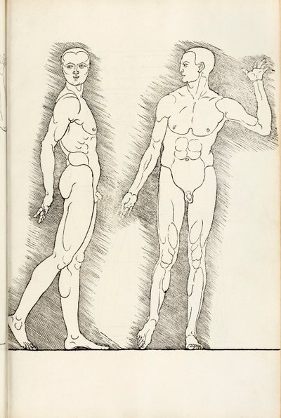 A Hereinből származó anatómiai fametszet négy emberi arányú könyvet ért meg, 1528-ban alkotó: Albrecht Dürer