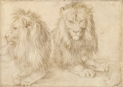 Két ülő oroszlán – Albrecht Durer (1471-1528) rajza alkotó: Albrecht Dürer