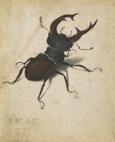Szarvasbogár alkotó: Albrecht Dürer