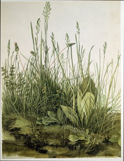 A nagy darab gyep alkotó: Albrecht Dürer or Duerer