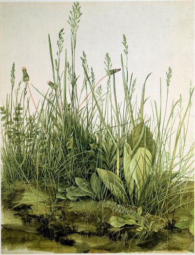 A piszok vadon termő gyógynövényekkel Albrecht Durer (1471-1528) akvarellje 1503 Dim. 41x31,5 cm Grafika Sammlung Albertina alkotó: Albrecht Dürer