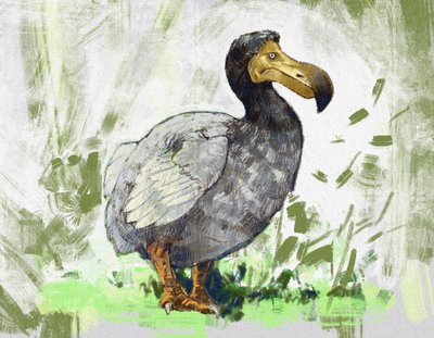 A kihalt dodómadár ábrázolása (illusztráció) alkotó: Alessandro Lonati