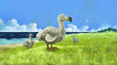 A kihalt dodómadár ábrázolása (illusztráció) alkotó: Alessandro Lonati