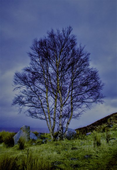 Kétszínű tájkép, 2019, (fotó) alkotó: Alex Caminker