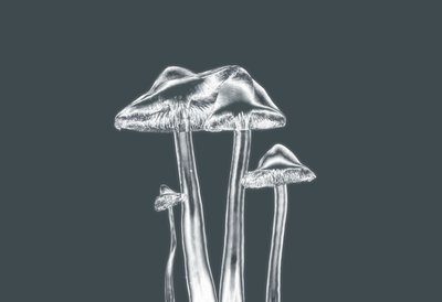 ezüst mashrooms, 2019, (fotó) alkotó: Alex Caminker