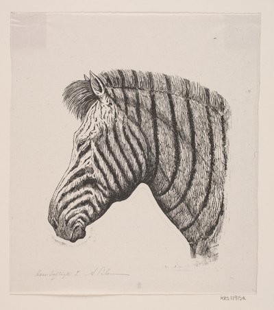 Zebra feje alkotó: Alexander Blom