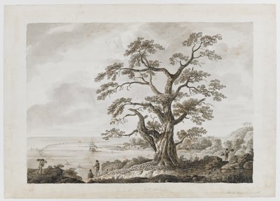 Hozzáadás. 15508, no.4, Tree on the Tree Hill, Otaheite, a Rajzokból, indiai tintával, Cook százados első utazásának illusztrációja alkotó: Alexander Buchan