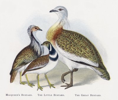 Macqueens túzok, A túzok, A túzok alkotó: Alexander Francis Lydon