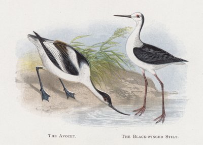 Az Avocet, A feketeszárnyú gólyalábas alkotó: Alexander Francis Lydon