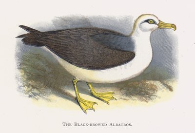 A fekete szemöldökű Albatros alkotó: Alexander Francis Lydon