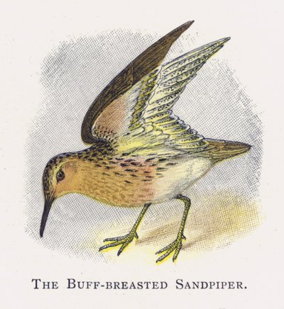 A Buff-reasted Sandpiper alkotó: Alexander Francis Lydon
