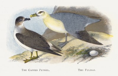 The Cappped Petrel, The Fulmar alkotó: Alexander Francis Lydon