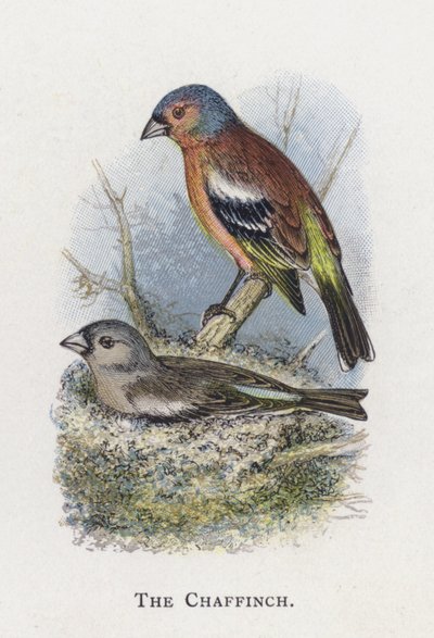 A Chaffinch alkotó: Alexander Francis Lydon