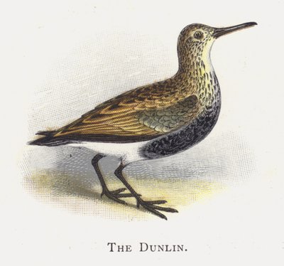 A Dunlin alkotó: Alexander Francis Lydon