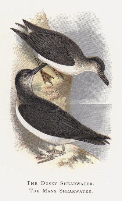 The Dusky Shearwater, The Manx Shearwater alkotó: Alexander Francis Lydon