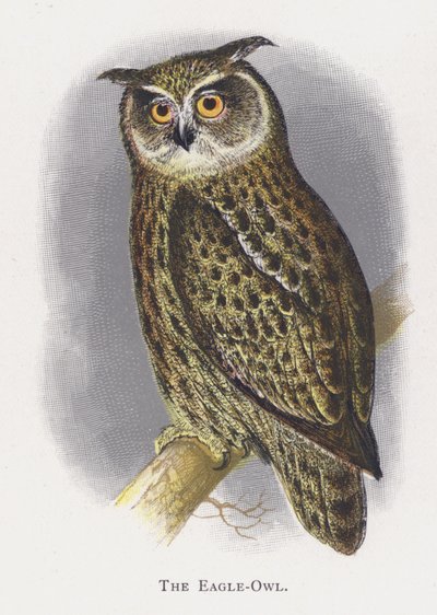 A sasbagoly alkotó: Alexander Francis Lydon