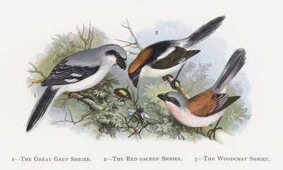 A nagy szürke cickány, a vörös hátú cickány, az erdős cickány alkotó: Alexander Francis Lydon