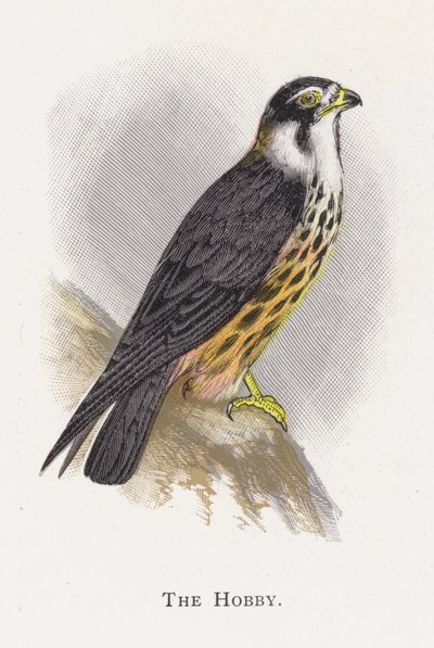 A Hobbi alkotó: Alexander Francis Lydon