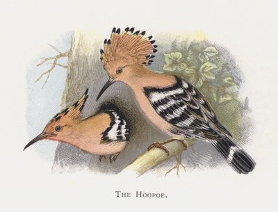 A Hoopoe alkotó: Alexander Francis Lydon