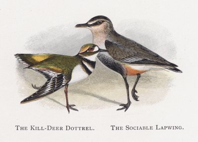 The Killdeer Dotterel, A társaságkedvelő lapy alkotó: Alexander Francis Lydon