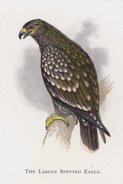 A nagyobb rétisas alkotó: Alexander Francis Lydon
