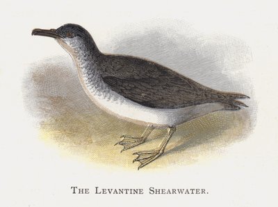 A Levantine Shearwater alkotó: Alexander Francis Lydon