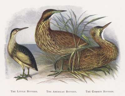 The Little Bittern, The American Bittern, The Common Bittern alkotó: Alexander Francis Lydon