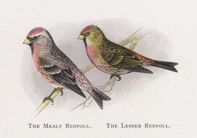 The Mealy Redpoll, The Lesser Redpoll alkotó: Alexander Francis Lydon