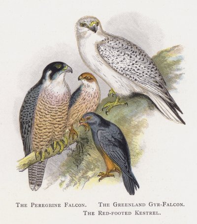 Vándorsólyom, Grönland Gyr-Falcon, Vöröslábú vércse alkotó: Alexander Francis Lydon