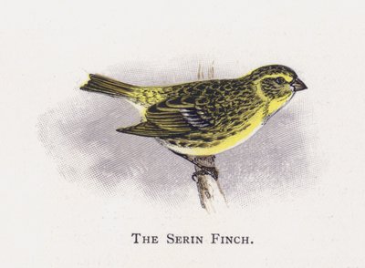 A Serin Finch alkotó: Alexander Francis Lydon