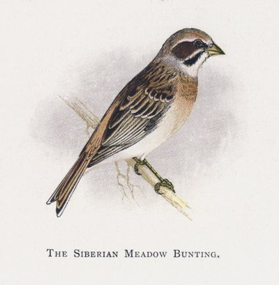 A szibériai réti sármány alkotó: Alexander Francis Lydon