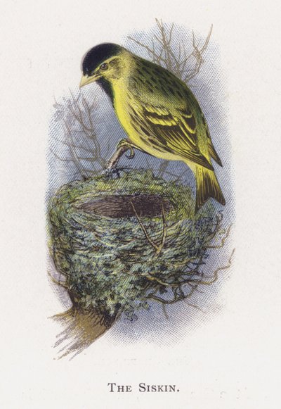 A Siskin alkotó: Alexander Francis Lydon