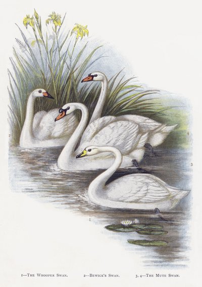 A bütykös hattyú, Bewicks Swan, A bütykös hattyú alkotó: Alexander Francis Lydon