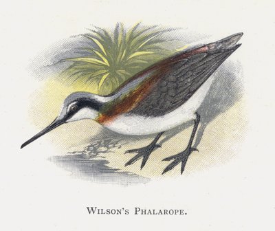 Wilsons Phalarope alkotó: Alexander Francis Lydon