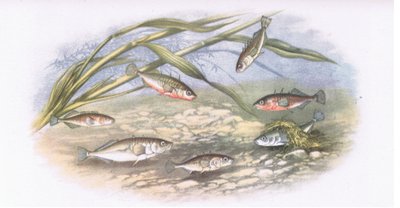 Sticklebacks, Nature in Britain kiadó: Collins, 1946 alkotó: Alexander Francis after Lydon