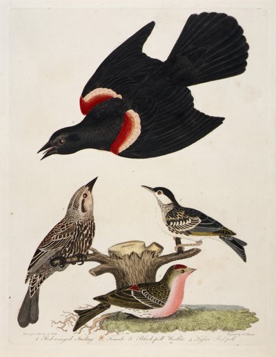 1. Vörös szárnyú gólya. 2. Nőstény. 3. Fekete gubacsatlakozó. 4. Kis vörösbegy alkotó: Alexander Lawson